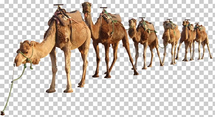 Dromedary Bactrian Camel Sahara Desert PNG, Clipart, Animal, Arabian Camel, Arabian Desert, Bactrian Camel, Camel Free PNG Download