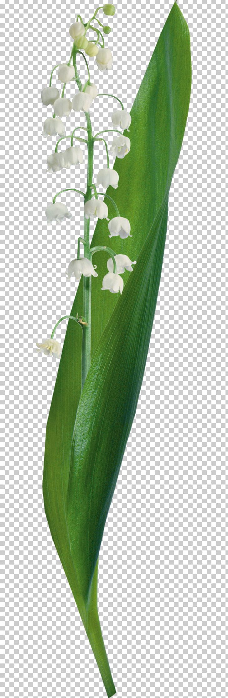 Lily Of The Valley Flower LiveInternet Venice Carnival Yandex Search PNG, Clipart, Arrangement, Blog, Carnival, Cicek Resimler, Convallaria Free PNG Download
