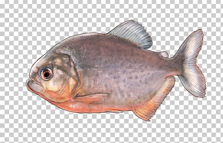 Oily Fish Fish Products Fauna Tilapia PNG, Clipart, Animals, Animal Source Foods, Bony Fish, Fauna, Fish Free PNG Download