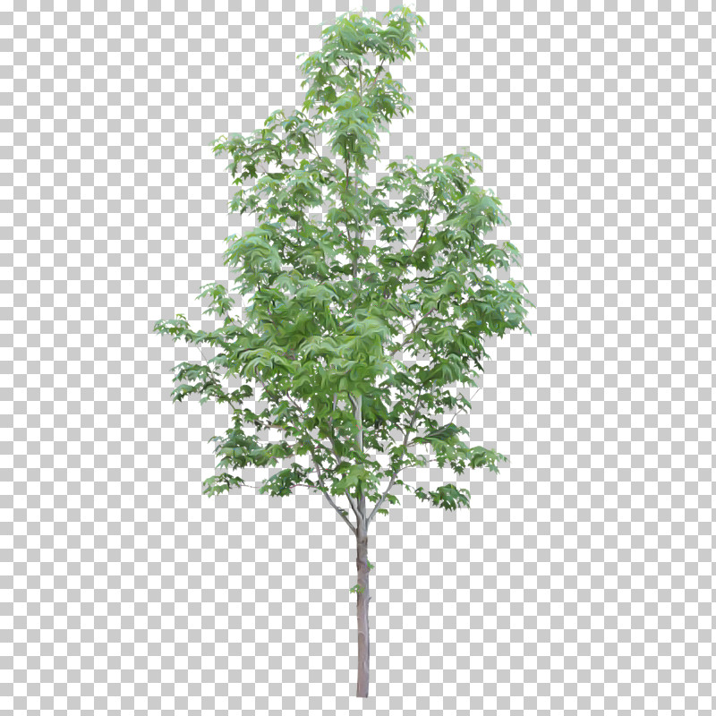 Plane PNG, Clipart, Branch, Canoe Birch, Flower, Leaf, Maple Free PNG Download