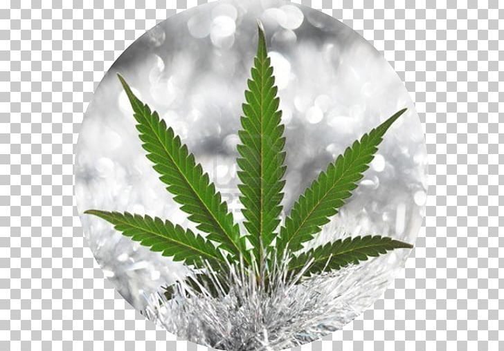 Cannabis Hemp Hash Oil Bong PNG, Clipart, Bong, Cannabinol, Cannabis, Can Stock Photo, Effects Of Cannabis Free PNG Download