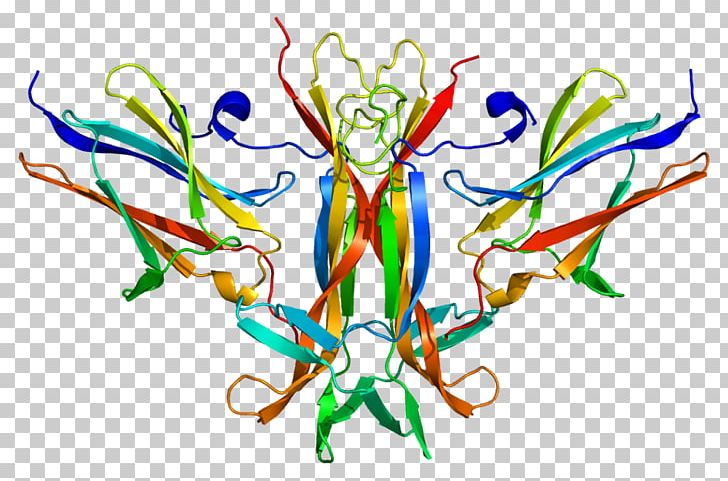 Tropomyosin Receptor Kinase B Brain-derived Neurotrophic Factor Neurotrophin Trk Receptor PNG, Clipart, Artwork, Brainderived Neurotrophic Factor, Miscellaneous, Organ, Organism Free PNG Download