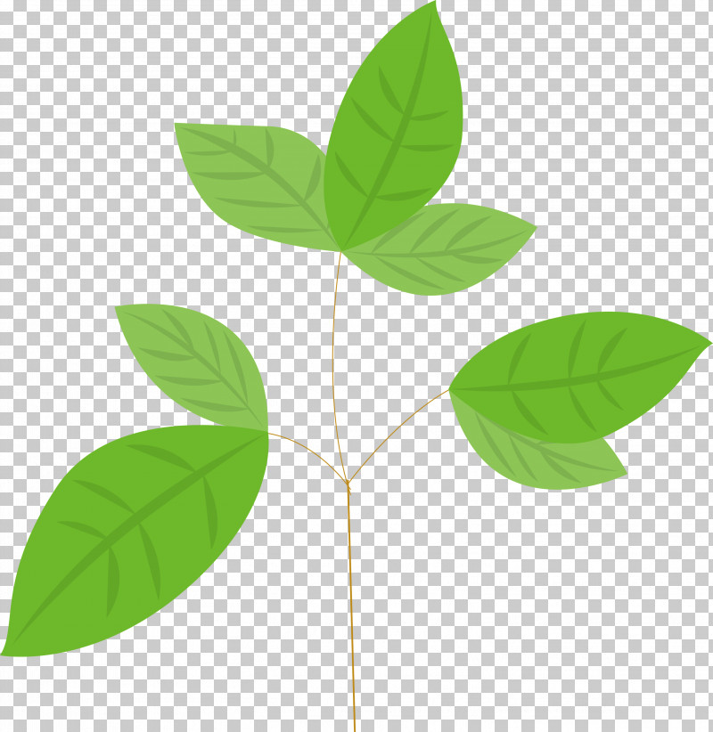 Leaf Green Plant Flower Tree PNG, Clipart, Flower, Green, Hypericum, Leaf, Plant Free PNG Download