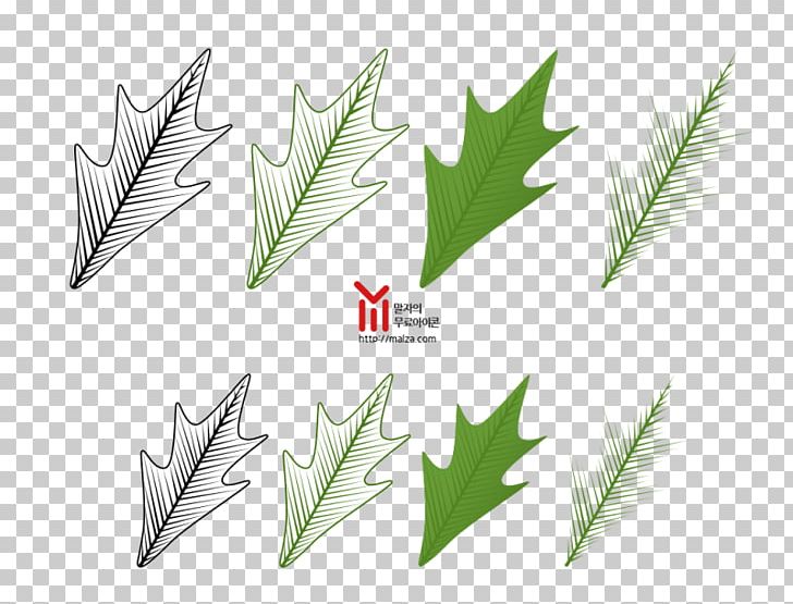 Leaf Grasses Plant Stem Family PNG, Clipart, Family, Grass, Grasses, Grass Family, Leaf Free PNG Download