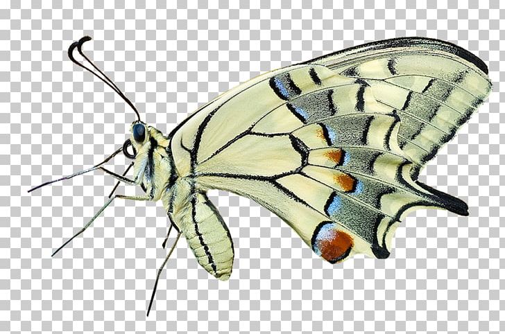 Macro Photography PNG, Clipart, Animal, Brush Footed Butterfly, Butterflies, Butterfly Group, Colors Free PNG Download