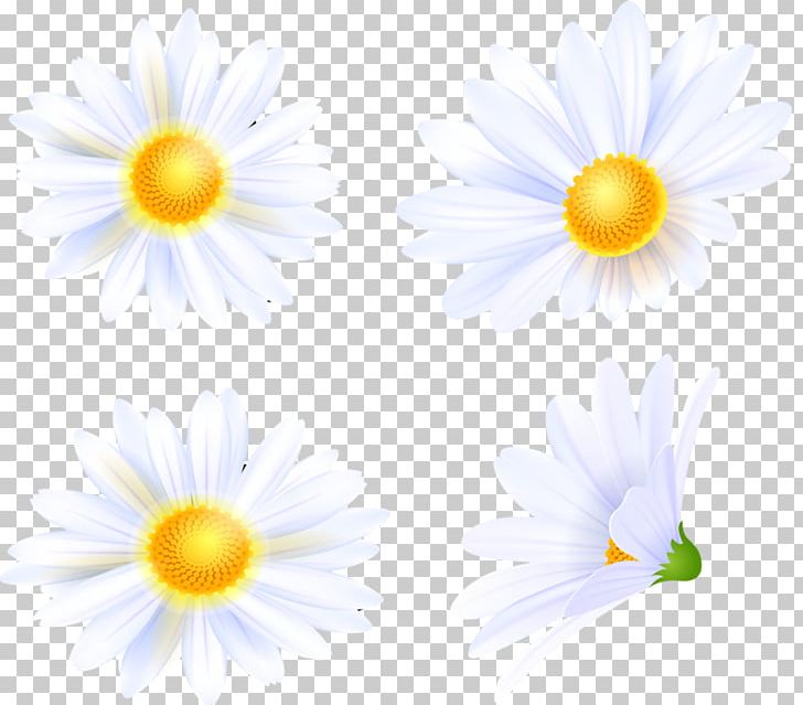Oxeye Daisy Wildflower Petal Meadow PNG, Clipart, Aster, Chamaemelum, Chamaemelum Nobile, Closeup, Computer Free PNG Download