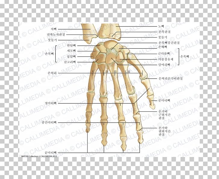 Thumb Bone Human Anatomy Hand PNG, Clipart, Abdomen, Anatomy, Angle, Arm, Bone Free PNG Download
