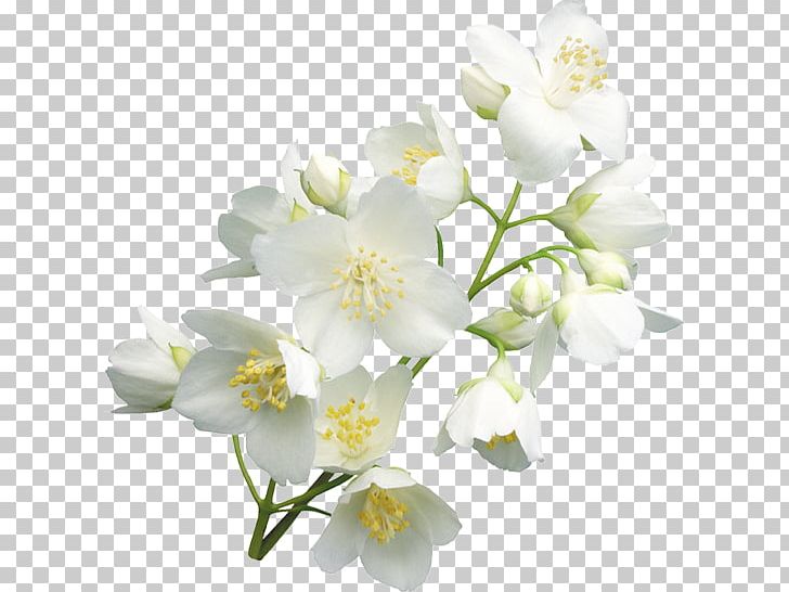 Cut Flowers Petal PNG, Clipart, Beyaz Cicekler, Blossom, Branch, Cicek, Cicekler Free PNG Download