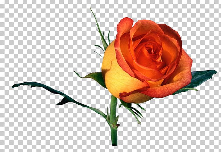 Garden Roses Cabbage Rose Orange Yellow PNG, Clipart, Beach Rose, Bud, Color, Cut Flowers, Download Free PNG Download