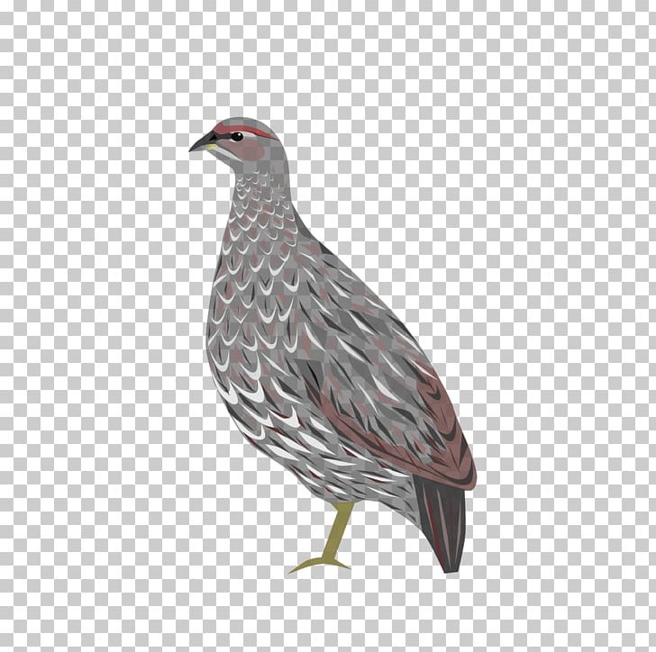 Mabla Mountains Bird Djibouti Francolin Grey-winged Francolin Critically Endangered PNG, Clipart, Animals, Beak, Bird, Chicken, Critically Endangered Free PNG Download