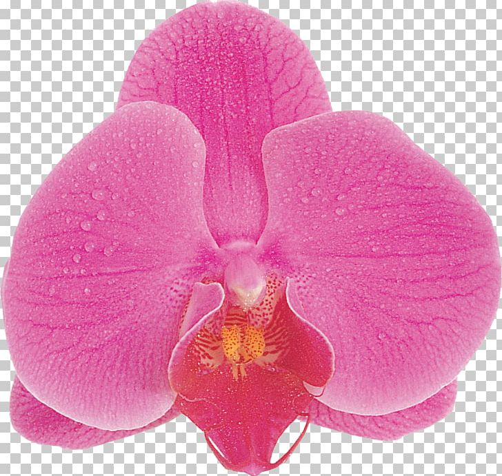 Photography Dietary Supplement Flower Blue Phalaenopsis Aphrodite PNG, Clipart, Alternative Uses For Placenta, Black And White, Cattleya, Flowering Plant, French Hydrangea Free PNG Download