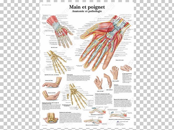 Anatomy And Pathology Wrist Hand Human Body PNG, Clipart, Anatomy, Arm, Bone, Chart, Hand Free PNG Download