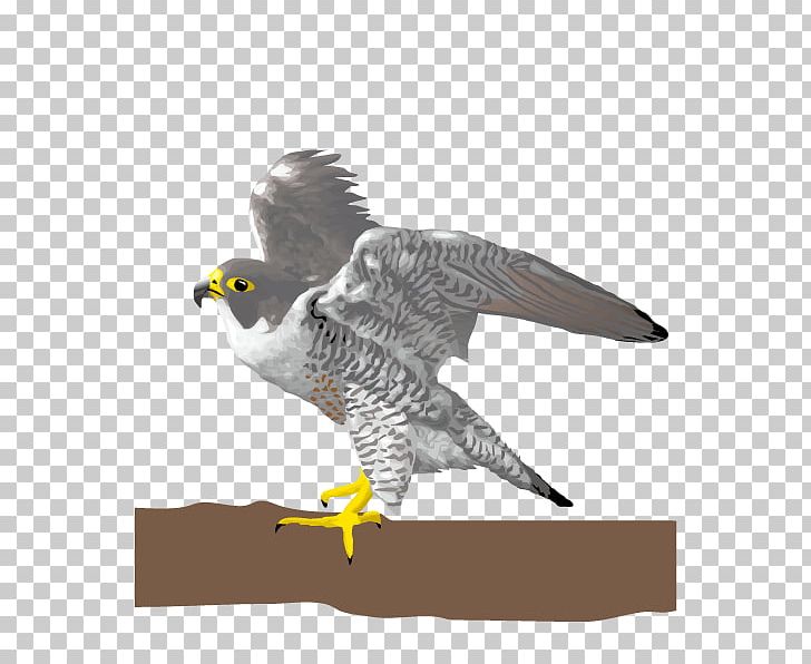 Bird Falcon Scalable Graphics Eagle PNG, Clipart, Accipitriformes, Animal, Beak, Bird, Bird Of Prey Free PNG Download