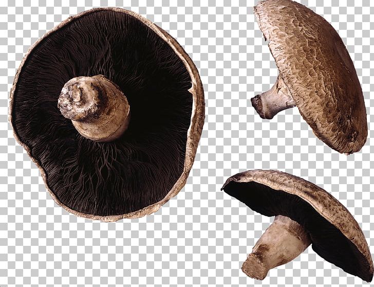 Common Mushroom Cooking Stipe Edible Mushroom PNG, Clipart, Agaricaceae, Baking, Common Mushroom, Cooking, Dish Free PNG Download