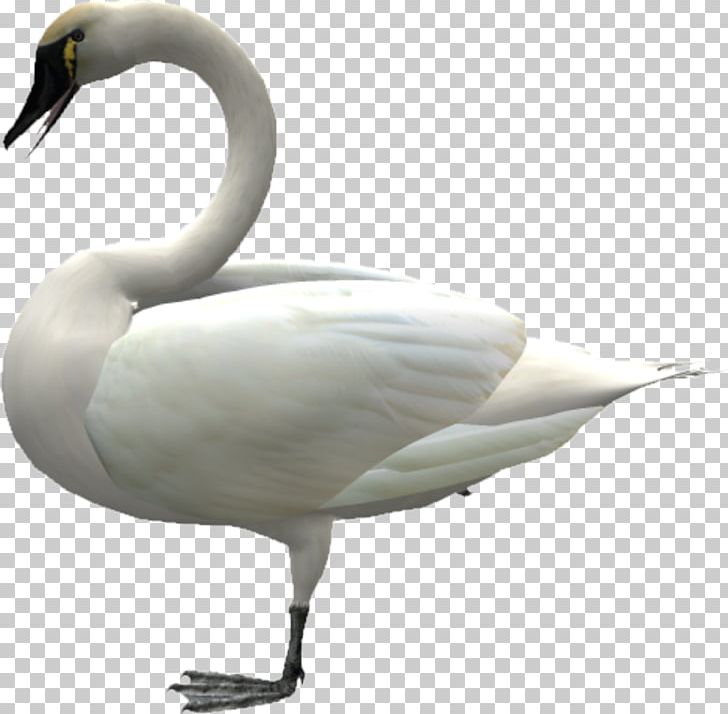 Cygnini Duck Painting PNG, Clipart, Animal, Animals, Animation, Anime, Beak Free PNG Download