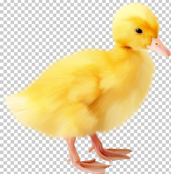 Easter GD Graphics Library PNG, Clipart, Animals, Beak, Bird, Chick, Chicken Free PNG Download