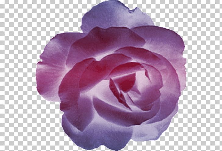 Garden Roses Cabbage Rose Floribunda Cut Flowers Petal PNG, Clipart, China Rose, Chinese Cuisine, Closeup, Cut Flowers, Family Free PNG Download