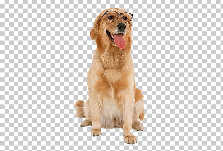 Golden Retriever Labrador Retriever Puppy Dog Toys Chew Toy PNG, Clipart, Animals, Carnivoran, Cat, Cat Play And Toys, Chew Toy Free PNG Download