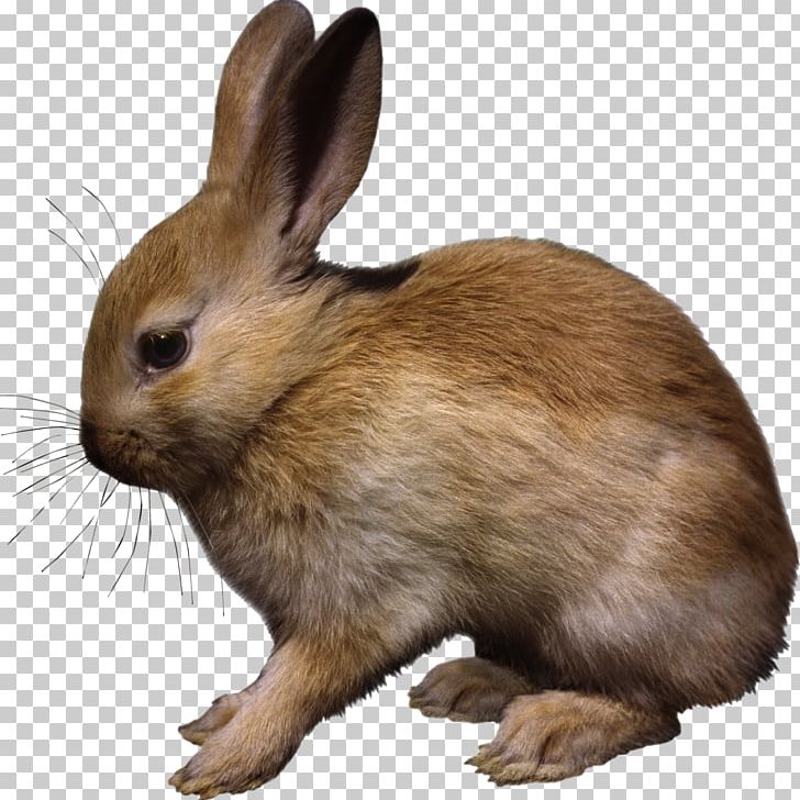 Hare Easter Bunny Domestic Rabbit Animal PNG, Clipart, Animal, Animals, Animal Testing, Computer Icons, Computer Software Free PNG Download
