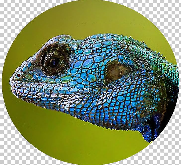 Iguanas Lizard Close-up PNG, Clipart, Animals, Closeup, Iguania, Lizard, Organism Free PNG Download