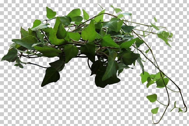 Plant Parthenocissus Tricuspidata PNG, Clipart, Adobe Illustrator, Artificial Grass, Branch, Corner, Creative Grass Free PNG Download
