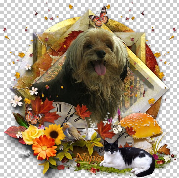 Schnoodle Cairn Terrier Dog Breed Shih Tzu Lhasa Apso PNG, Clipart, Animals, Breed, Cairn Terrier, Carnivoran, Cockapoo Free PNG Download
