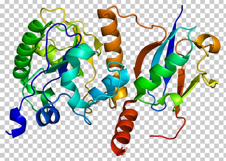 Thymine-DNA Glycosylase BRCA2 PNG, Clipart,  Free PNG Download