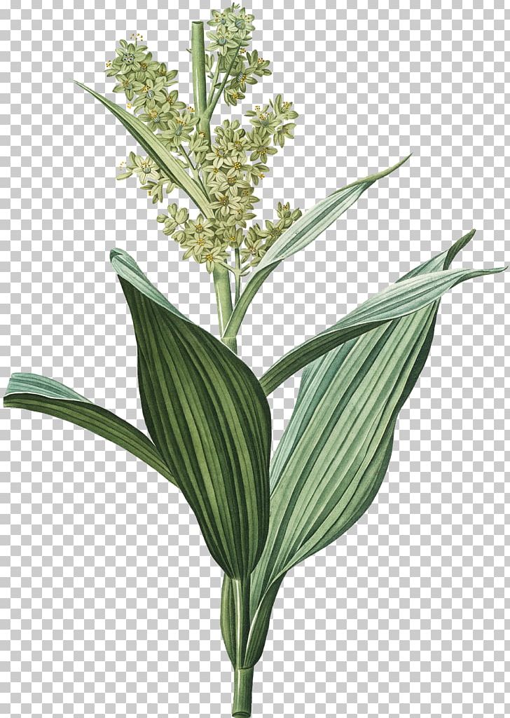 Veratrum Album Corn Lily White Hellebore Indian Poke PNG, Clipart, Art, Botanical Illustration, Botany, Canvas Print, Commodity Free PNG Download