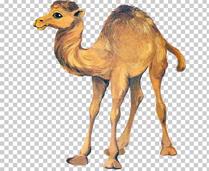 Bactrian Camel Drawing Dromedary PNG, Clipart, Animal Figure, Arabian Camel, Bactrian Camel, Camel, Camel Clipart Free PNG Download
