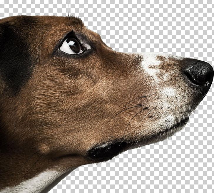 Basset Hound Dachshund Labrador Retriever Chihuahua Stock Photography PNG, Clipart, Alamy, Animal, Dog, Dog Breed, Dog Breed Group Free PNG Download