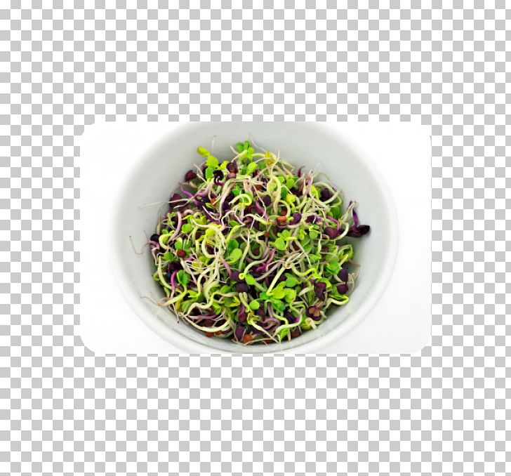 Bean Salad Pasta Salad Sprouting Lentil PNG, Clipart, Bean Salad, Bean Sprout, Daikon, Food, Herb Free PNG Download