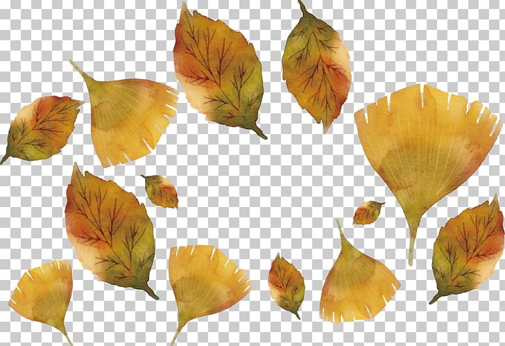 Maple Leaf Ginkgo Biloba PNG, Clipart, Autumn Leaves, Autumn Tree, Autumn Vector, Banana Leaves, Defoliacixf3 Free PNG Download