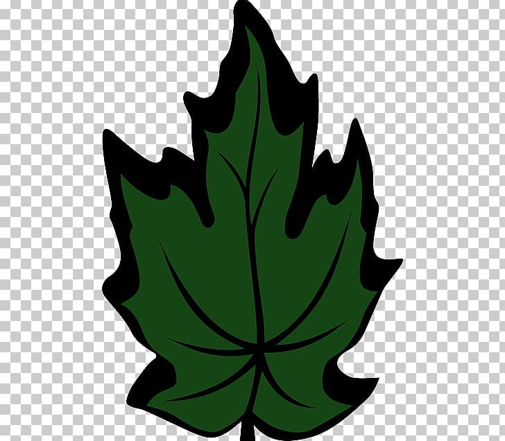 Maple Leaf Green PNG, Clipart, Arecaceae, Botany, Download, Flower, Flowering Plant Free PNG Download