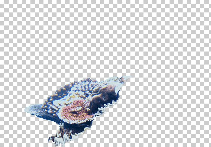 Beak Deep Blue Themes Aquarium Backgrounds Gallon Reef Tower PNG, Clipart, Aquarium, Beak, Bird, Gallon, Miscellaneous Free PNG Download
