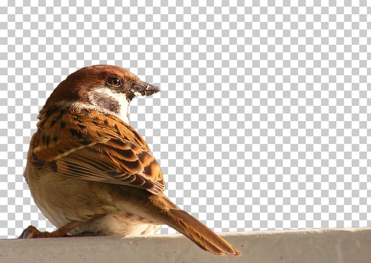 Bird House Sparrow PNG, Clipart, Animal, Animals, Back, Beak, Bird Free PNG Download