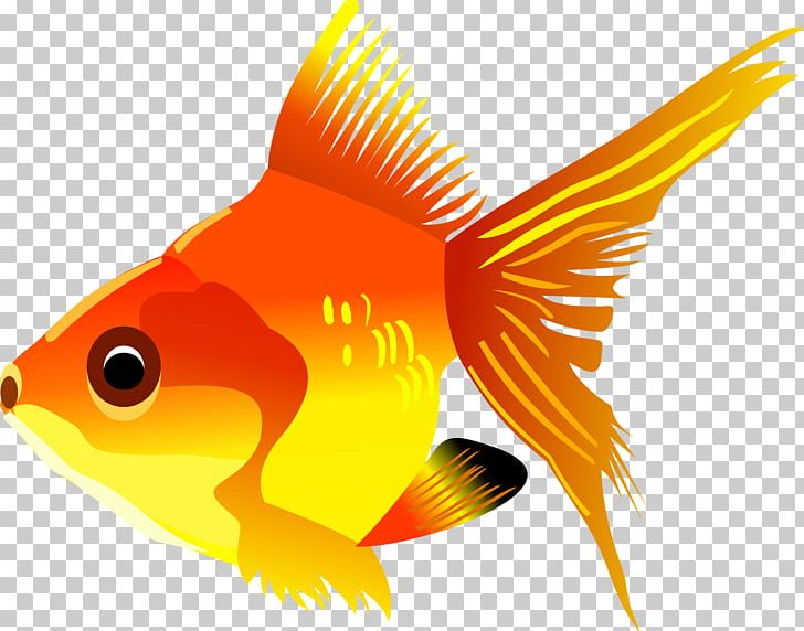 Goldfish Marine Biology Graphics Fauna PNG, Clipart, Animals, Bass, Beak, Bony Fish, Computer Icons Free PNG Download