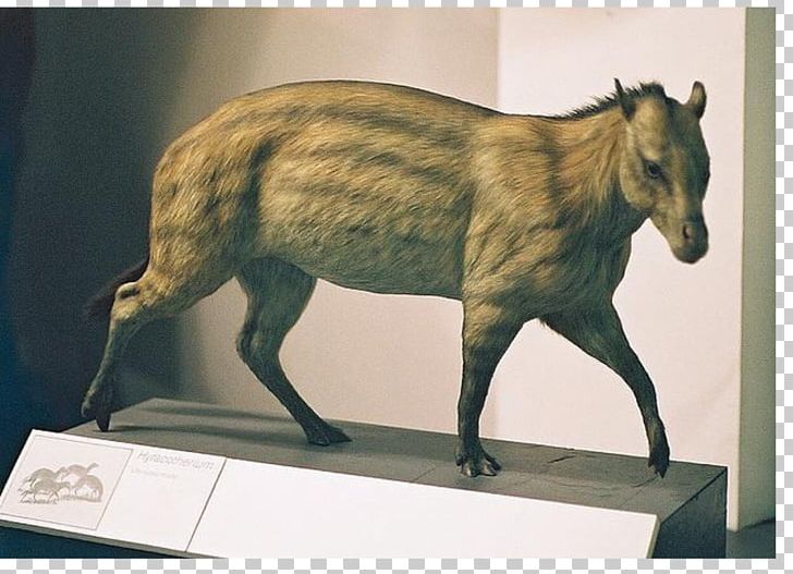 Horse Eohippus Eocene Hyracotherium Mesohippus PNG, Clipart, Animals, Eocene, Eohippus, Equus, Evolution Free PNG Download