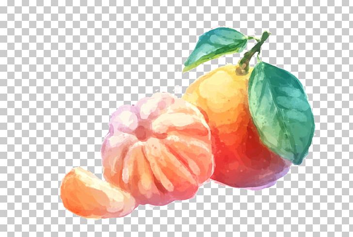 Mandarin Orange Tangerine Drawing PNG, Clipart, Apple, Citrus, Food, Fruit, Fruit Nut Free PNG Download