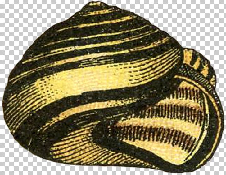 Cockle Hat PNG, Clipart, Cap, Clothing, Cockle, Hat, Headgear Free PNG Download