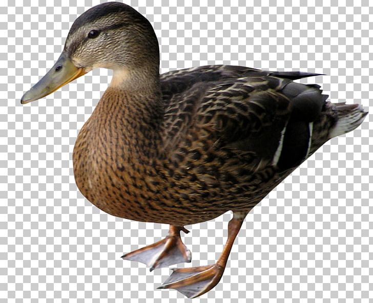 Duck Mallard Bird Goose PNG, Clipart, Animal, Animals, Beak, Bird, Canard Free PNG Download
