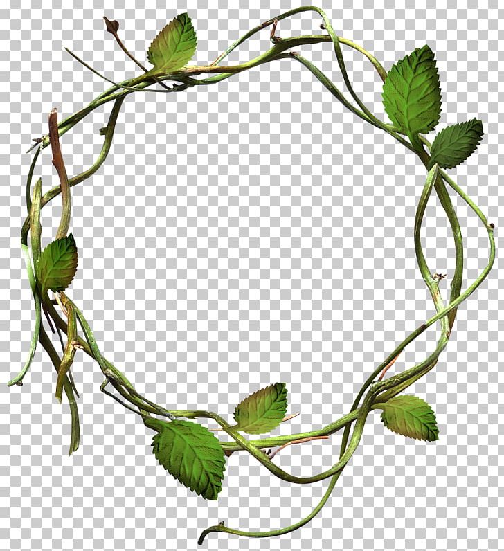 Vine Twig Plant Stem Leaf PNG, Clipart, Branch, Cerceveler, Cicekli Cerceve, Circle, Data Free PNG Download