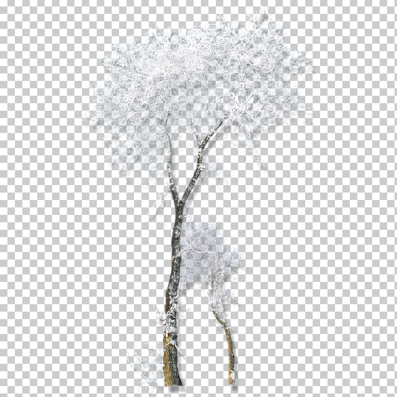 Tree Woody Plant Branch Plant Canoe Birch PNG, Clipart, Birch, Birch Family, Branch, Canoe Birch, Drawing Free PNG Download