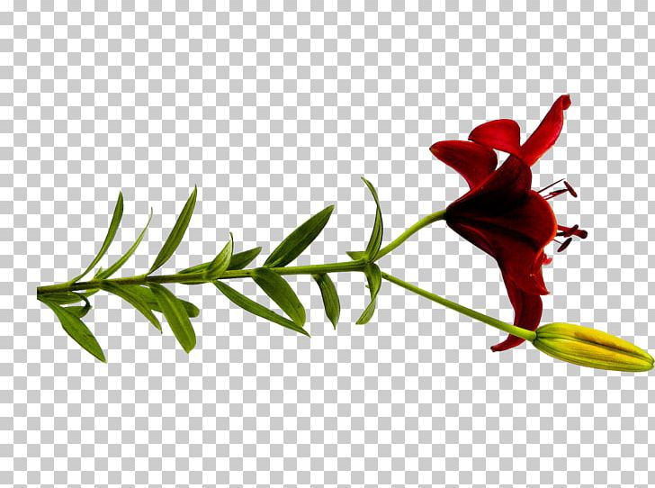 Flower Lilium PNG, Clipart, Blog, Branch, Bud, Cut Flowers, Flora Free PNG Download