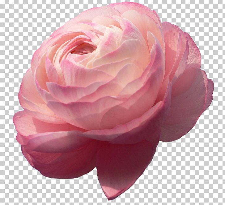 Ranunculus Asiaticus Flower Garden Bulb Rose PNG, Clipart, Blue Rose, Bulb, Buttercup, Camellia, Color Free PNG Download