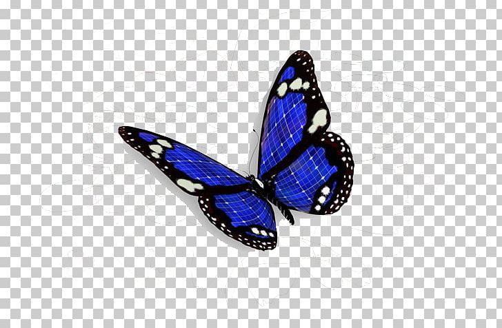 Butterfly PNG, Clipart, Blue, Brush Footed Butterfly, Butterfly, Cobalt Blue, Color Free PNG Download