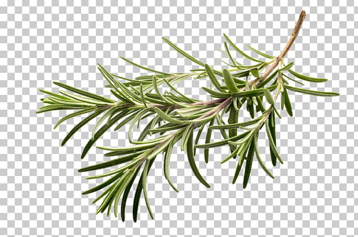 Herb Spice Rosemary Flavor PNG, Clipart, Allspice, Anise, Branch, Clip Art, Cooking Free PNG Download