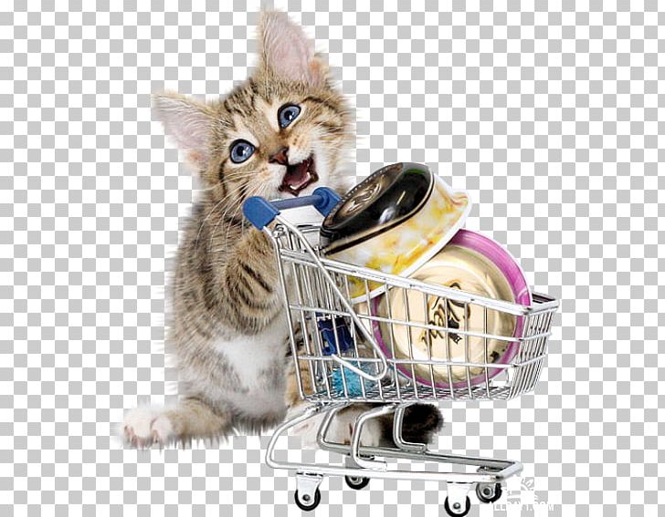 Pink Cat Kitten Shopping Cart PNG, Clipart, Animal, Animals, Blog, Carnivoran, Cat Free PNG Download