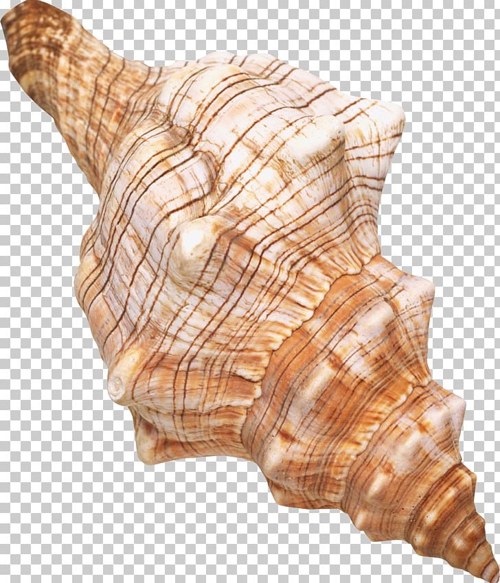 Seashell Restaurant Seashell #6 Molluscs Spiral PNG, Clipart, Animals, Cockle, Computer Software, Conch, Conchology Free PNG Download