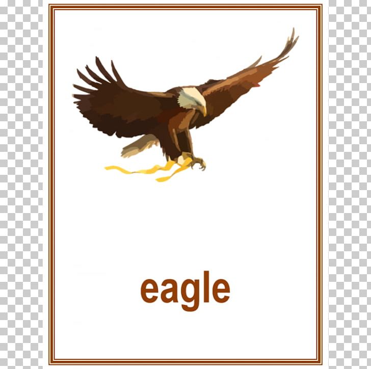 Bald Eagle Bird United States Of America PNG, Clipart, Accipitriformes, Animal, Bald Eagle, Beak, Bird Free PNG Download