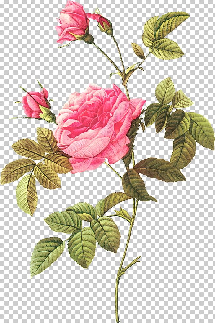 Botanical Illustration Botany Les Roses Flower PNG, Clipart, Annual Plant, Art, Botany, Branch, Cut Flowers Free PNG Download
